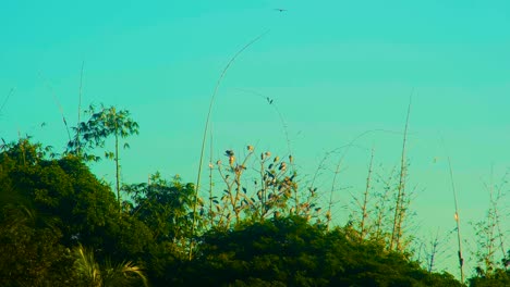 Cigüeñas-Pintadas-En-El-Bosque-De-Bambú-Migrando-De-La-India-A-Bangladesh