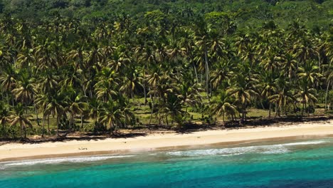 Tropical-palm-fringed-sandy-beach-with-idyllic-blue-water,-Caribbean