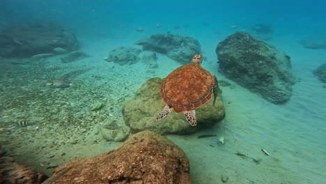 Close-underwater-view-of-turtles-swimming-by-fish-in-turquoise-water