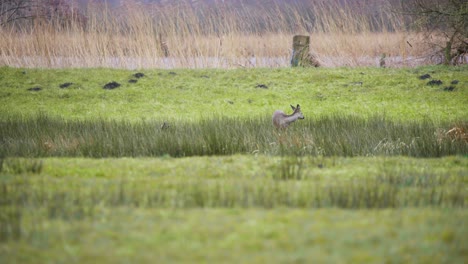 Reh-Rehkitz-Grasen-Im-Langen-Feuchtgebiet-Gras-Am-Windigen-Flussufer