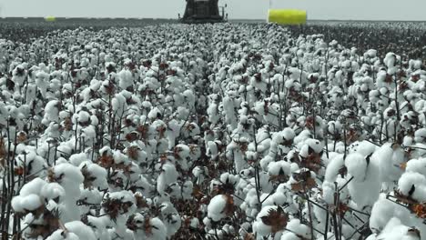 Baumwollfeld,-Flauschiges-Aussehen,-Erinnert-An-Frisch-Gefallenen-Schnee