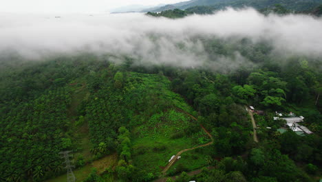 Vista-Aérea-De-La-Finca-De-Cacao