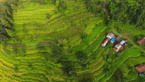 Aerial-observation-of-intricate-rice-terraces-nestled-within-the-landscape-of-Nepal