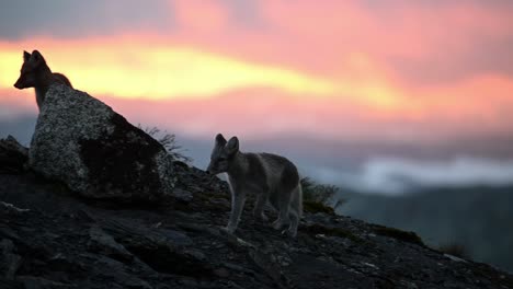 Cachorro-De-Zorro-ártico-Corre-Hacia-Su-Familia-Frente-A-Una-Impresionante-Puesta-De-Sol,-Cámara-Lenta