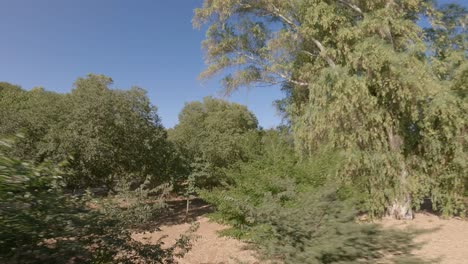 Aerial-footage-captures-a-low-altitude-perspective-as-it-moves-along-a-tree-pathway-within-the-gardens-of-Marmolejo-Spa-Center,-situated-in-Jaén-province,-Andalusia,-southern-Spain