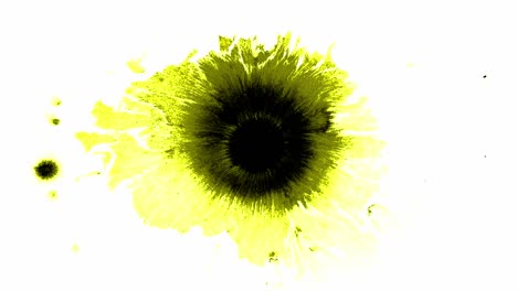 Spritzer-Und-Flecken-Gelber-Tinte-Verteilen-Sich-Auf-Weißem-Hintergrund