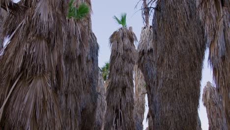 Pan-down-from-the-top-of-some-tall-palm-trees-revealing-a-baby-one-that-is-struggling-to-grow