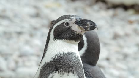 Close-Up-of-penguins-on-a-rocky-beach---Real-Time