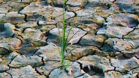 Fresh-new-crop-sprout-growing-on-drought-cracked-land,-Zoom-in-shot