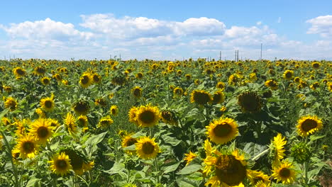 Sunflower-field-farm-sunny-blue-sky-picturesque-Denver-International-airport-North-American-USA-Colorado-Kansas-Nebraska-stunning-beautiful-green-stalk-cloudy-Rocky-Mountains-horizon-pan-right