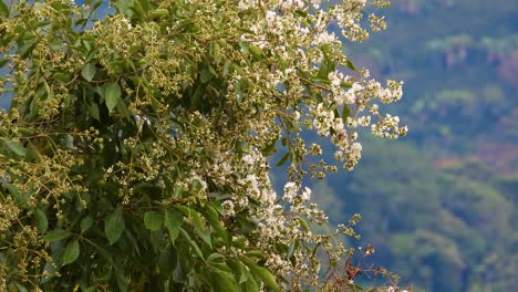 Lesser-Kiskadee-Bird-Feeding-On-Flowering-Tree-In-La-Vega,-Cundinamarca,-Colombia