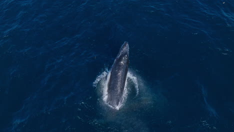 Big-splash-after-breaching-by-humpback-whale-calf,-aerial-top-down-tracking