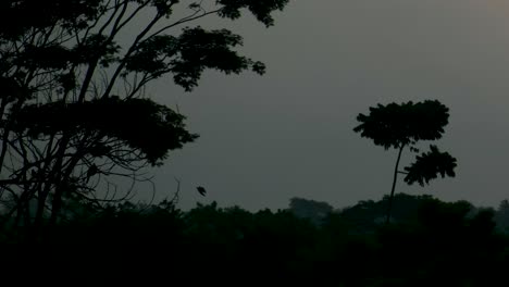 Doves-fly-to-their-nests-in-the-silhouetted-canopy-of-a-tropical-forest-at-dusk