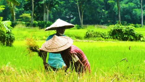 Two-traditional-asian-farmers-with-straw-hat-harvesting-paddy-rice,-telephoto