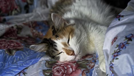 Süße-Freundliche-Calico-Kitty-Erwachsene-Frau-Schläft-Auf-Der-Couch