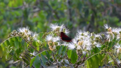 Vibrante-Tangara-De-Lomo-Carmesí-Encaramada-Entre-Flores-Silvestres-Blancas,-Fondo-Verde-Exuberante