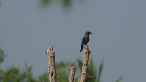 Seen-perched-on-a-rotten-broken-branch-of-a-tree,-Indochinese-Roller-Coracias-affinis,-Thailand