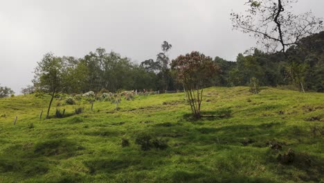 Blick-Auf-Steile,-Grasbewachsene-Hügel-An-Einem-Bewölkten-Tag-Im-Cocora-Tal,-Kolumbien