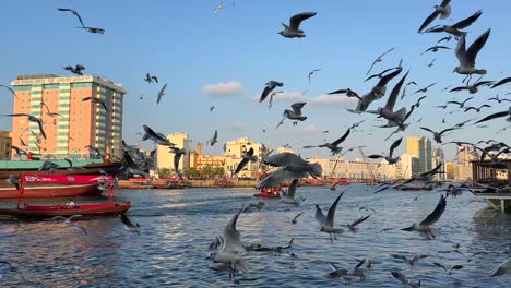 View-with-Seagulls-Flying-in-Bur-Dubai-Dubai-Creek-in-Old-Dubai-,-UAE