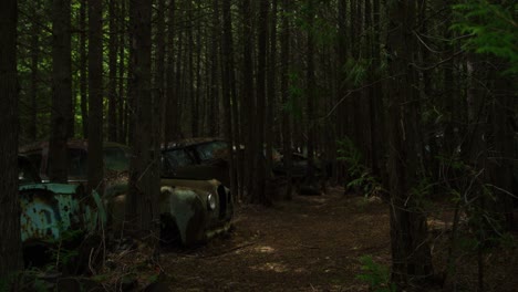 Toma-De-Avance-De-Plataforma-Rodante-Entrando-En-Un-Bosque-Lleno-De-Autos-Abandonados-De-Las-Décadas-De-1950-Y-1960.