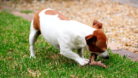 Jack-Russell-chewing-down-on-juicy-bone-as-snack-on-grass,-close-up