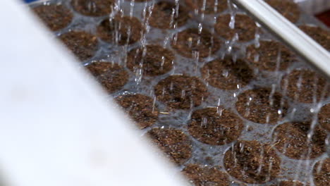 Seedling-trays-moving-on-conveyor-as-it-gets-irrigated-by-drip-water