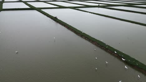 White-herons-flying-over-irrigated-rice-fields,-Bayaguana,-Comatillo-in-Dominican-Republic