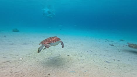 Grüne-Meeresschildkröte-Schwimmt-Auf-Sandigem-Meeresboden-Neben-Menschen-In-Der-Karibik
