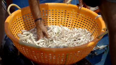 Fresh-Anchovy-fish-shuffling-in-Fish-harbour