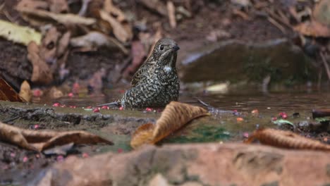 Beim-Baden-Im-Wasser-An-Einem-Sommernachmittag-Gesehen,-Weißkehlmerle-Monticola-Gularis,-Thailand