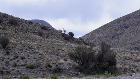 Wild-vicuna-graze-on-dry-rugged,-barren,-rocky-hillside-in-Argentina