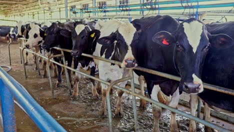 Herded-Cows-Close-Up-View-Inside-Milking-Facility