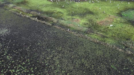 Aerial-drone-view-drone-camera-showing-many-different-birds-sitting-in-a-big-lake-and-waiting-for-its-prey