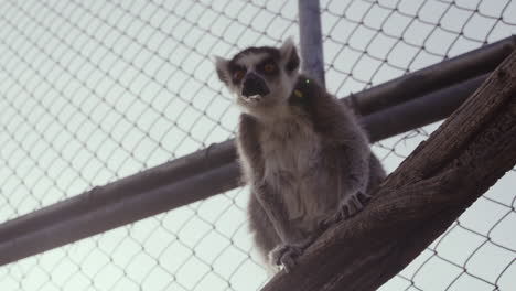 Lemur-in-enclouser-perched-on-tree-branch---wide-shot