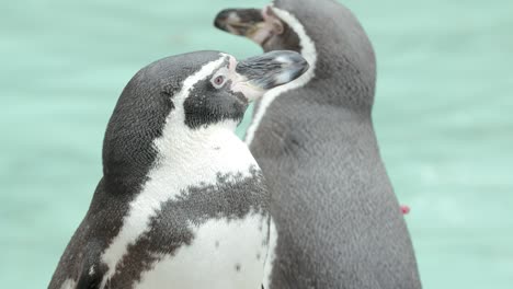 Closeup-slow-motion-shot-of-penguin-at-the-zoo