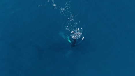 Medium-aerial-birdseye-view-of-a-mother-and-cute-calf-humpback-whale-diving-down-to-its-mother