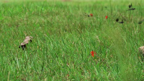 Southern-banded-groundling-dragonfly-above-green-meadow-in-Cuba