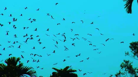 Flock-of-Asian-Openbill-Storks-flying-on-blue-tropical-sky