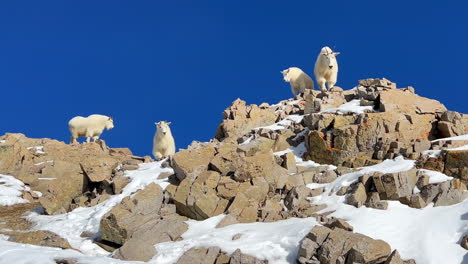 Bergziege,-Schafherde,-Familie,-Gipfel-Des-Rocky-Mountain-Nationalparks-In-Colorado,-König-Des-Gipfels,-Atemberaubender,-Leuchtend-Blauer-Himmel,-Frischer-Schnee,-Winter,-14er,-Mount-Lincoln,-Evans,-Greys,-Torreys,-Wildtiere,-Pfanne