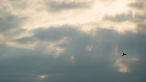 Stable-shot-of-bright-sky-birds-in-the-cloudy-sky-of-Pakistan-SE-Asia