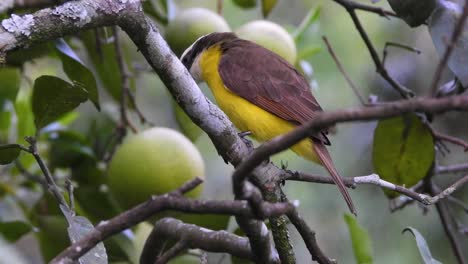 Lesser-Kiskadee,-South-American-bird-on-branches