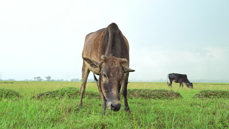 An-Einem-Regnerischen-Tag-Eine-Braune-Kuh-Weidet-Gras-Auf-Einer-Wiese-Feld-Bei-Regen