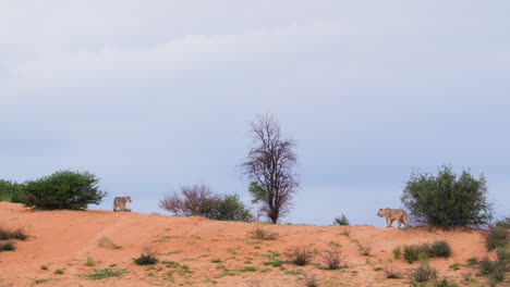 Vista-Lejana-De-Leones-Africanos-En-La-Sabana-De-Safari-Salvaje