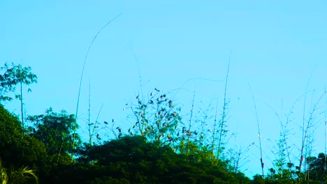 Aves-Migratorias-De-Cigüeña-Pintadas-En-Un-Exuberante-Bosque-De-Bambú-Verde,-Cielo-Azul-Claro