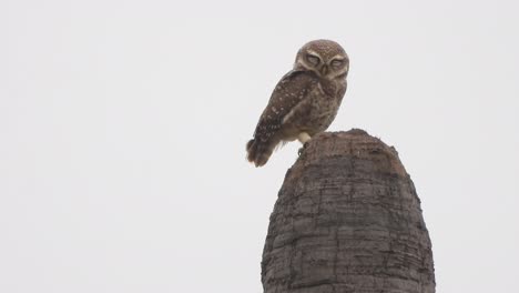 Owl-bird--relaxing-on-tree-