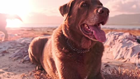 A-brown-Labrador-dog-laying-down-and-panting-as-a-golden-retriever-walks-past-behind-him-near-a-lagoon-at-sunset-after-a-fun-walk