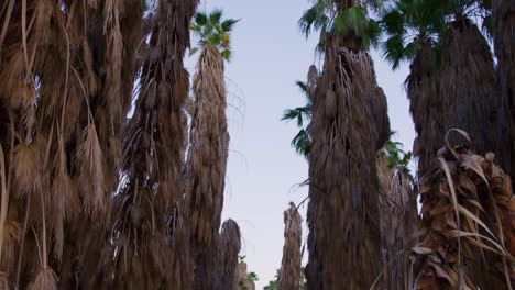 Pan-down-shot-of-a-forest-of-tall-Palm-trees-with-dead-leaves-hanging-off-all-planted-in-perfect-rows