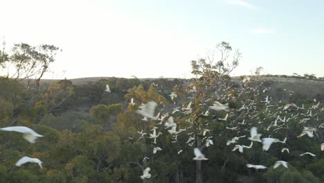 Cockatoos-flying-in-large-groups-around-trees-at-sunset