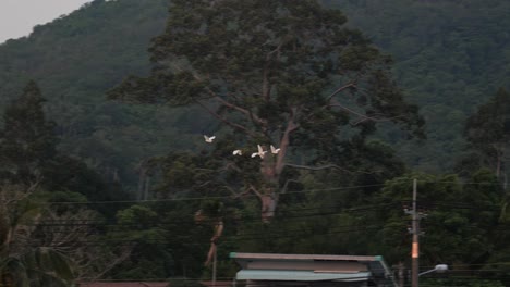 Tracking-shot-of-five-white-birds-caught-mid-flight-over-tropical-Thai-rural-cityscape