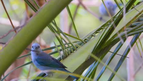 Pájaros-Cantores-Sudamericanos---Tangara-Azul-Grisácea-En-Palmeras-Tropicales